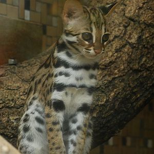 Chinese leopard cat