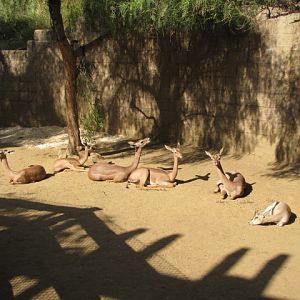 Yard For Hoof stock Offspring