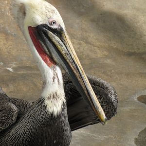 California Brown Pelican
