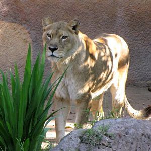 African Lioness