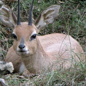 Steenbok