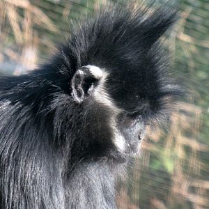 Francois' Langur