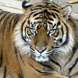 Sumatran Tiger
