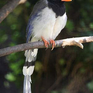 Red-billed Blue Magpie @ Lotherton; 24.09.09