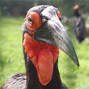 Southern Ground Hornbill @ Lotherton; 24.09.09