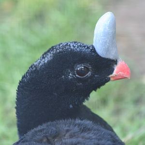 Southern Helmeted Curassow @ Lotherton; 24.09.09
