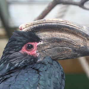 Trumpeter Hornbill @ Lotherton; 24.09.09