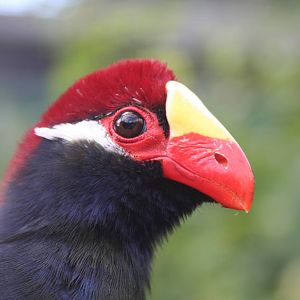 Violet Turaco @ Lotherton; 24.09.09
