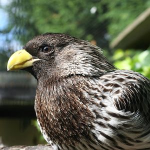 Western Grey Plantain Eater @ Lotherton; 24.09.09