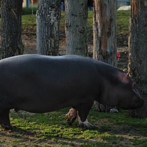 Mother and baby hippo...