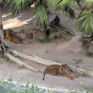 Sumatran Tiger Habitat