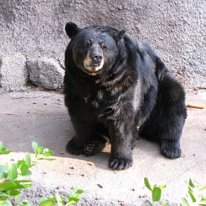 American Black Bear