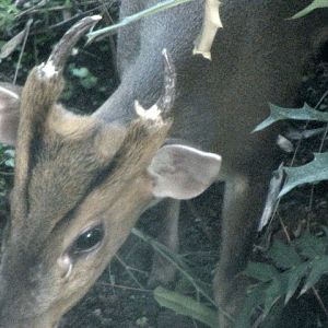 Muntjac