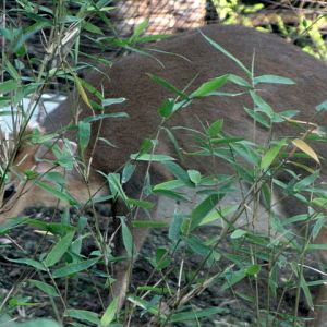 Muntjac