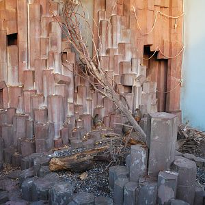 Hamadrya baboon exhibit at Copenhagen Zoo - outdoor enclosure