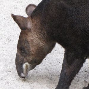 Mountain Tapir