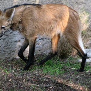 Maned Wolf