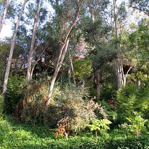 Site of Future RainForest of the Americas