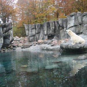 Aalborg Zoo - Polar bear exhibit