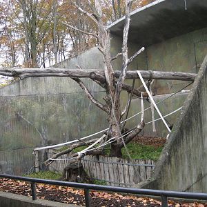 Aalborg Zoo - Orang-utan exhibit outdoors
