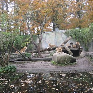Aalborg Zoo - Lion exhibit