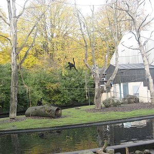 Aalborg Zoo - Monkey island