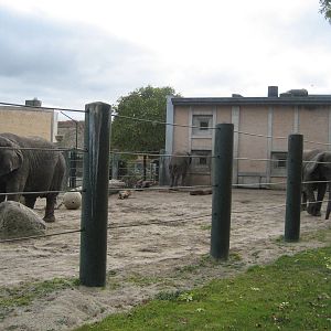 Aalborg Zoo - Elephant exhibit