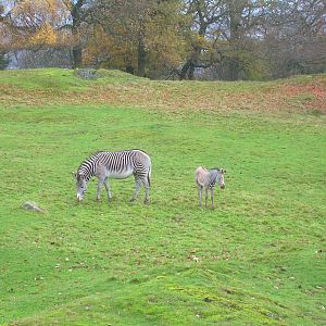 Zebra foal 1