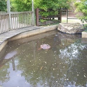 Left of Hippo pool