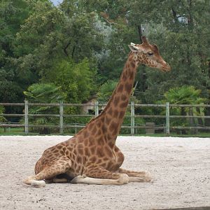Kordofan giraffe?