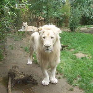 White lion