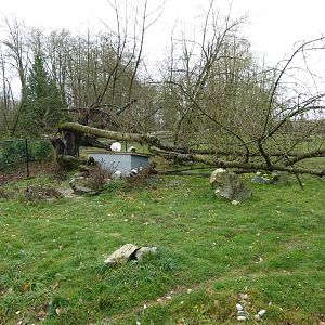 Arctic Fox Enclosure