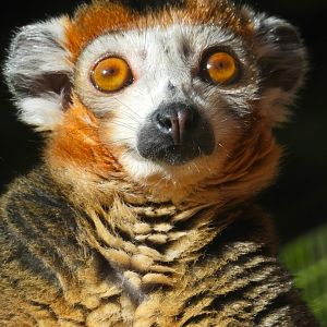 Crowned Lemur- 24th February 2024
