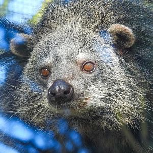 Binturong- 24th February 2024