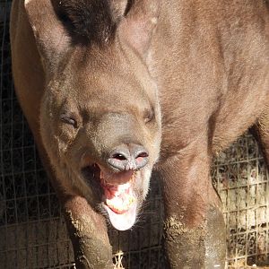 Brazilian Tapir- 24th February 2024