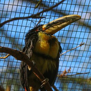 Pale Billed Aracari- 24th February 2024