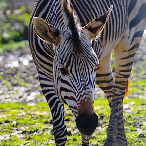 Hartmann's Mountain Zebra- 24th February 2024