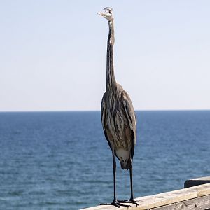 Great Blue Heron - Florida
