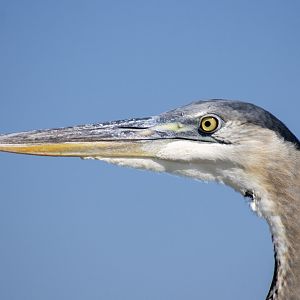 Great Blue Heron - Florida