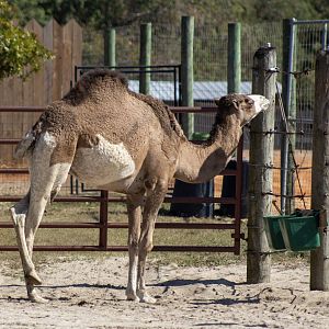 Dromedary