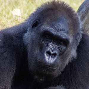 Lowland Gorilla