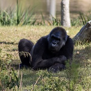 Lowland Gorilla