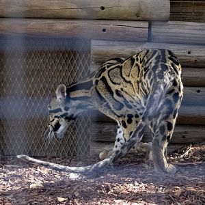 Clouded Leopard (view of tail)