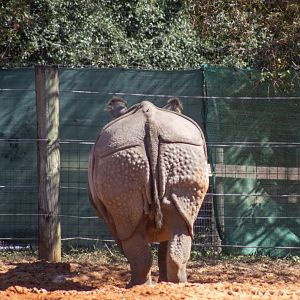 Greater One Horned Rhinoceros