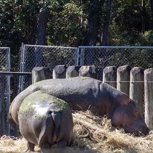 River Hippopotomuses