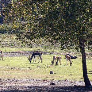 Blackbuck