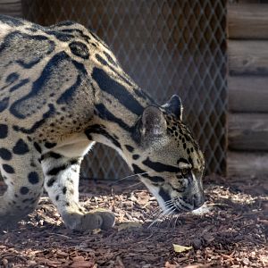Clouded Leopard