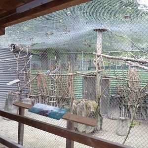 Sikypark Crémines - African grey parrot aviary