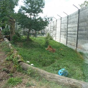 Sikypark Crémines - Tiger enclosure