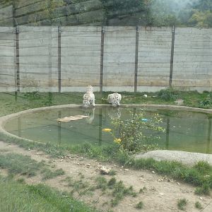 Sikypark Crémines - Tiger enclosure
